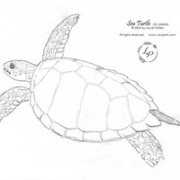 "Sea Turtle" in Watercolor