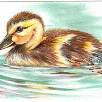 "Darling Duckling"