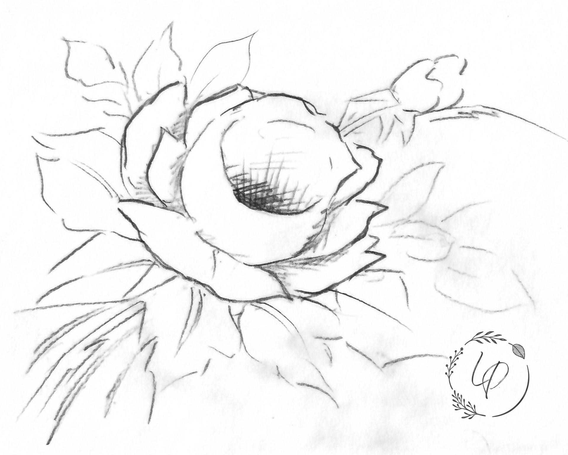"Laura's Rose" in Watercolor