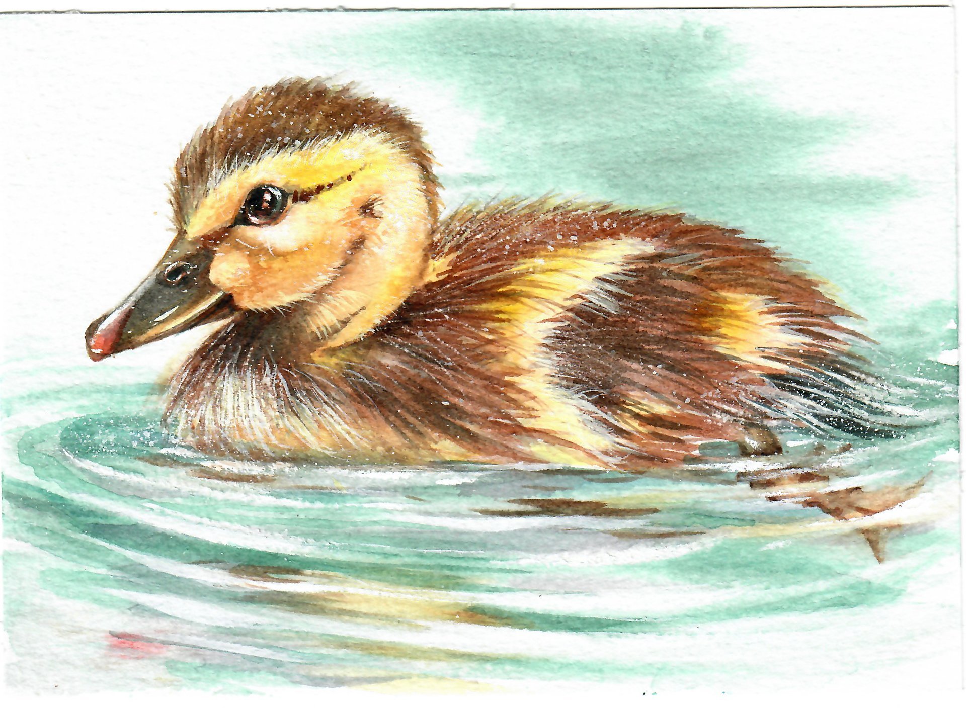 "Darling Duckling"