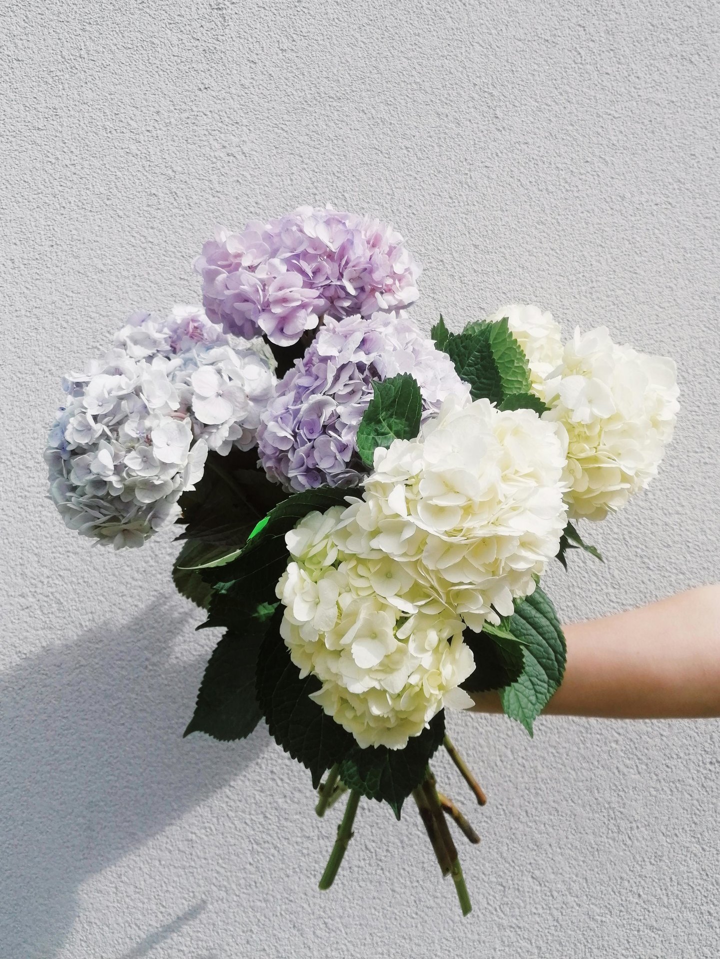 "Belle Jardiniere" - Hydrangeas