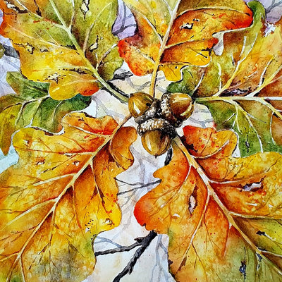 "Autumn Oak & Acorns" in Watercolor