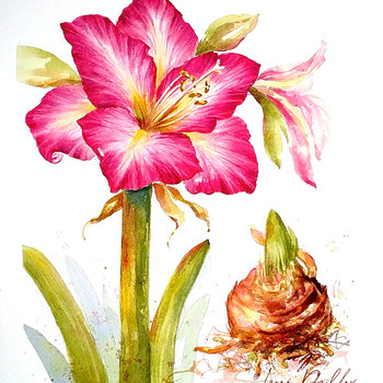 Amaryllis in Watercolor